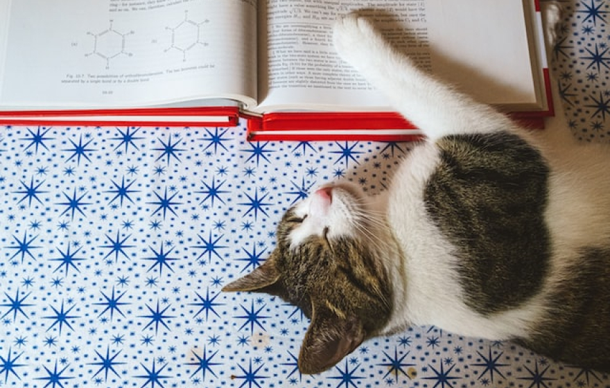 Cat napping on an open textbook