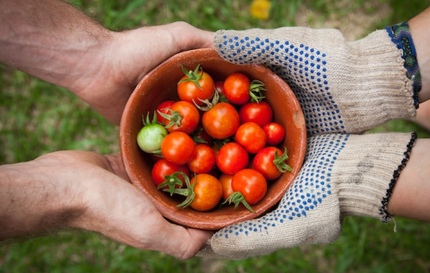 A gardener sharing tomatoes with a friend